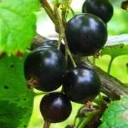 Саженцы смородины Белорусская ранняя