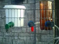 Угловой держатель к ниппельным поилкам НПК1