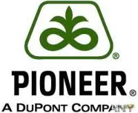 Семена подсолнечника Пионер