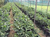 Саженцы грецкого ореха "Черновицкий 1"