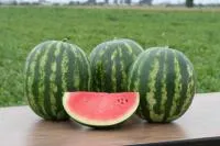 Арбуз ТРОФИ F1 1000 с. Nunhems