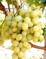 Виноград Талисман