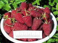 Саженцы малины Глен Файн