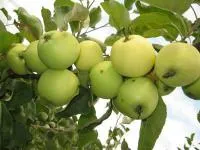 Саджанці яблунь Білий Налив (папірування)