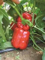 Перец сладкий ГЕРКУЛЕС F1 (5 грамм) Clause