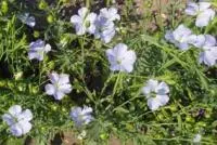 Насіння льону Орфей